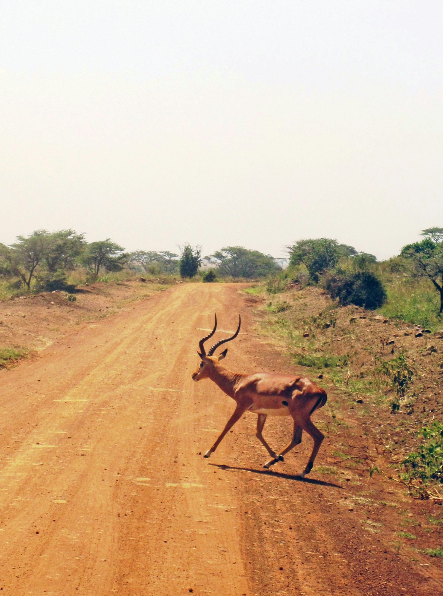 Essential Tips For Your First Safari